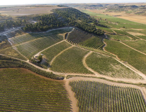 Cuatro proyectos vitícolas de Alma, certificados con el sello Sustainable Wineries for Climate Protection