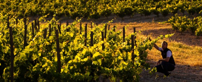 Alma Carraovejas optimizes canopy pruning for more respectful and efficient viticulture.